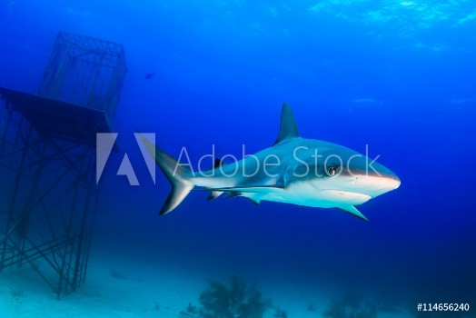 Picture of Shark Next to an Underwater Structure